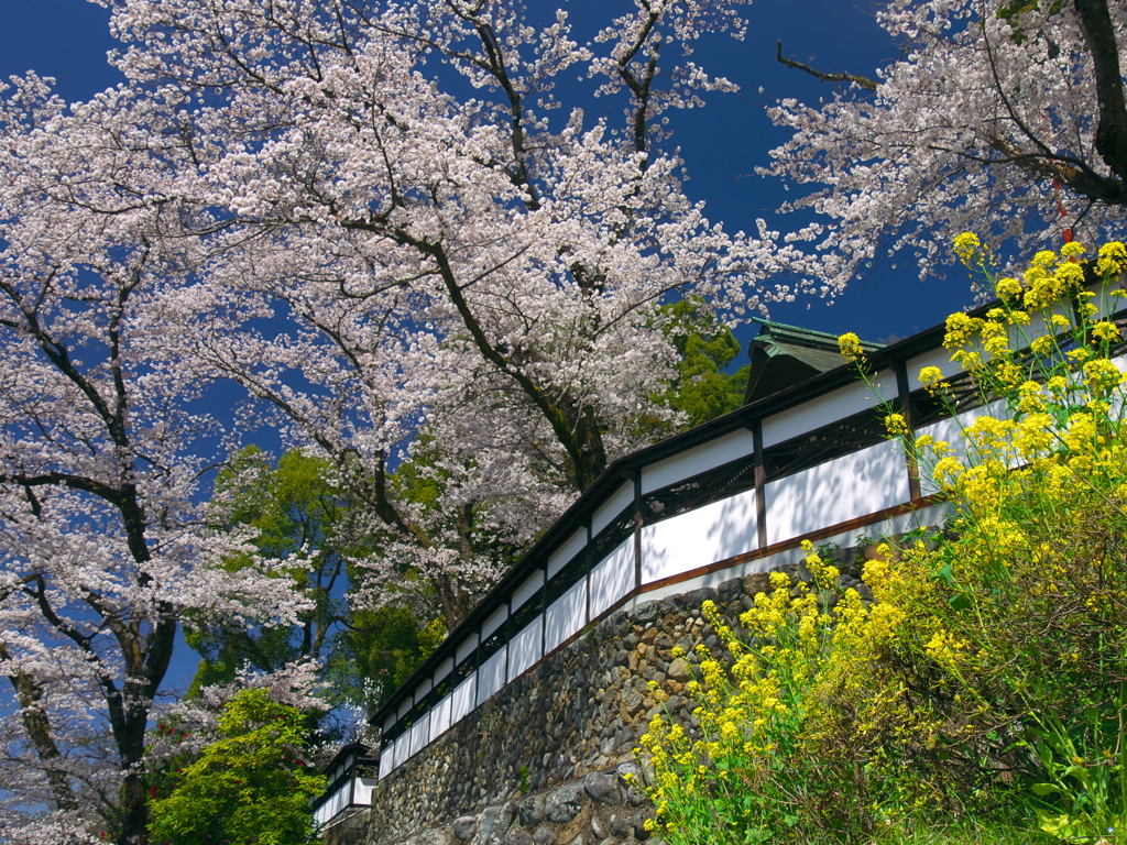 海禅寺の桜と菜の花