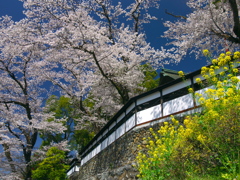 海禅寺の桜と菜の花