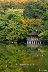 夕暮れの三宝寺池