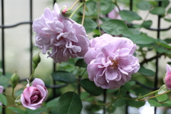 薔薇（レイニー・ブルー）