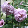 薔薇（レイニー・ブルー）