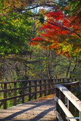 秋色に染まる遊歩道