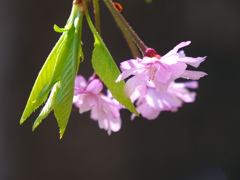 枝垂れ桜