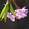 枝垂れ桜