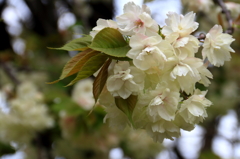 新宿御苑の桜２