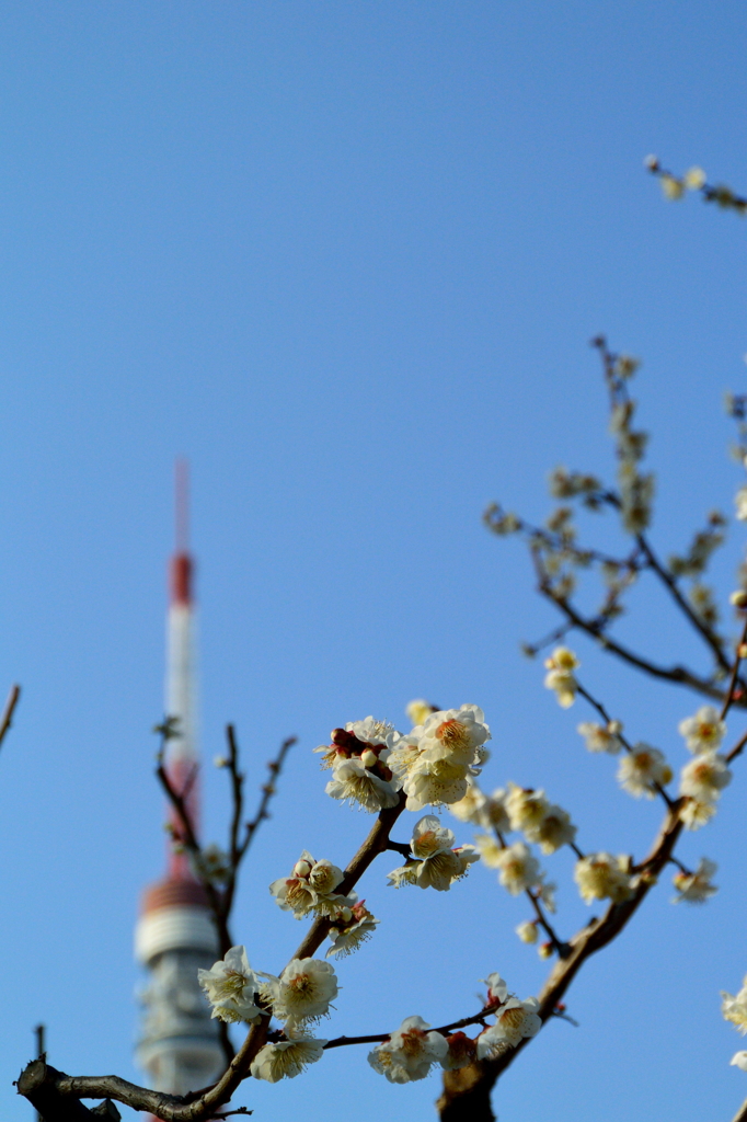 芝公園の梅花3
