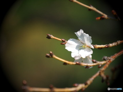 冬桜