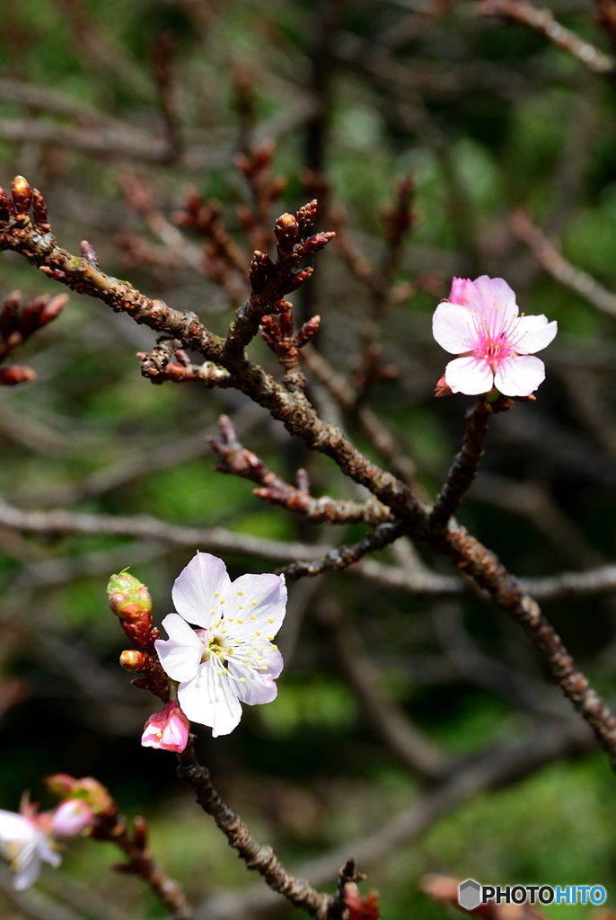 新宿御苑の桜_3