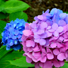 紫陽花
