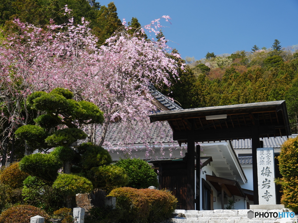 梅岩寺の枝垂れ桜01