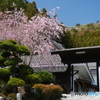 梅岩寺の枝垂れ桜01