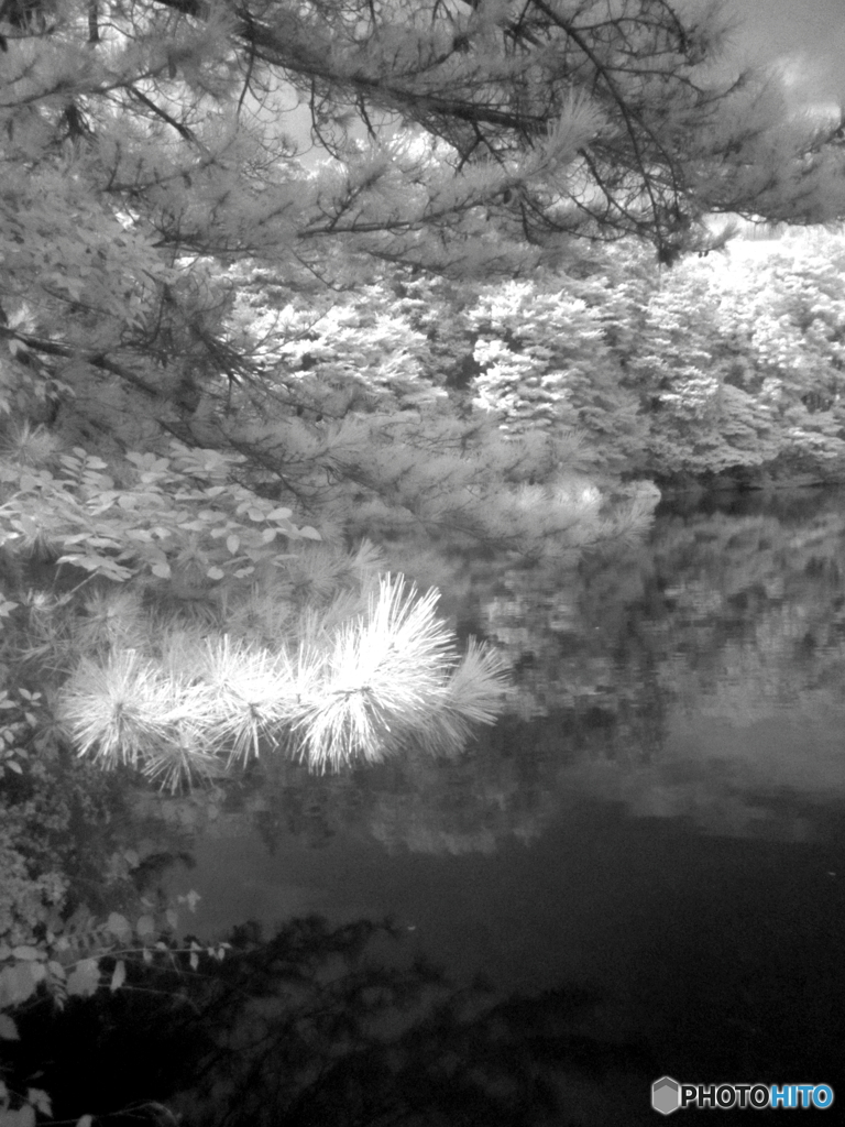 石神井公園(白黒)2