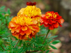 秋の花