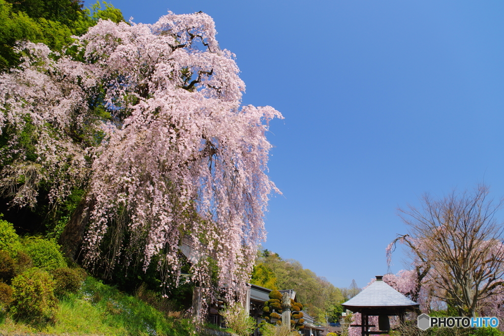 梅岩寺のシダレザクラ_5