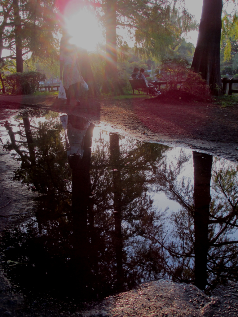 石神井公園の夕日と湧水1