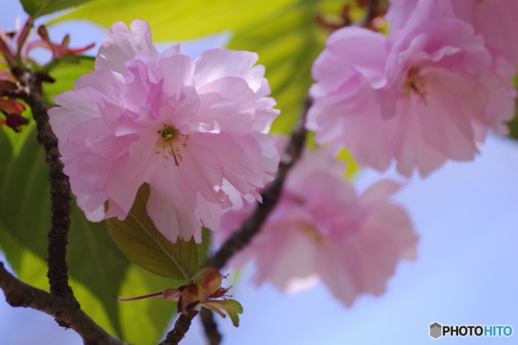 石神井公園で咲く桜1