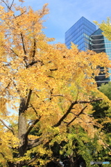 芝公園の紅葉_2