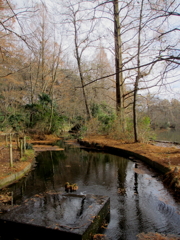 新年の石神井公園2