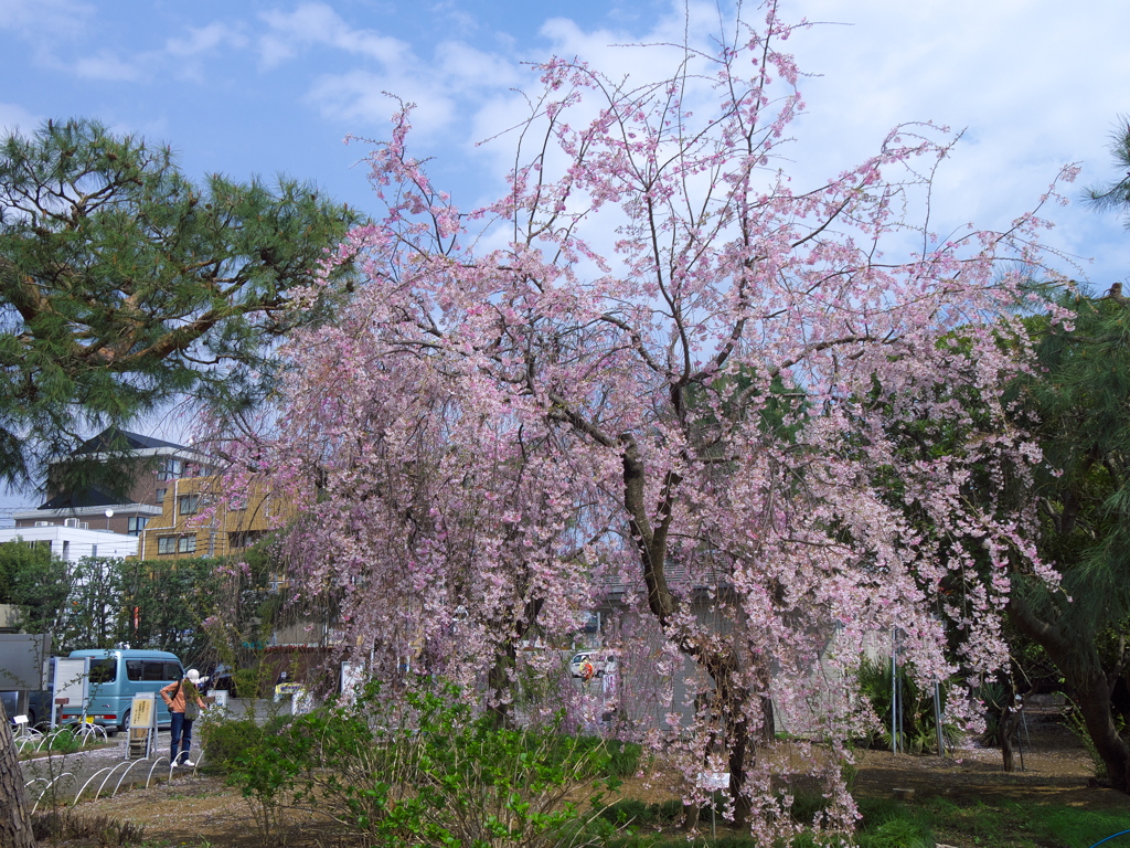 枝垂れ桜