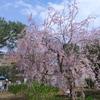 枝垂れ桜