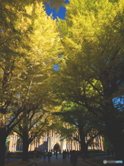 東京大学の銀杏並木