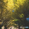 東京大学の銀杏並木