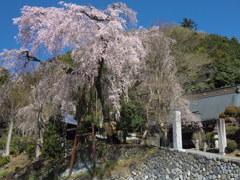 梅岩寺の枝垂れ桜