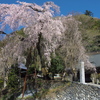梅岩寺の枝垂れ桜