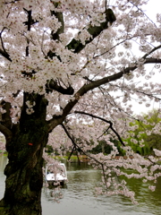 石神井公園の桜4