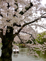 石神井公園の桜4