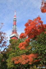 芝公園の紅葉_1