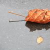 今日は雨