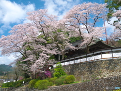 海禅寺の桜