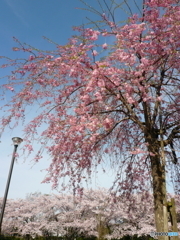 花畑公園の桜3