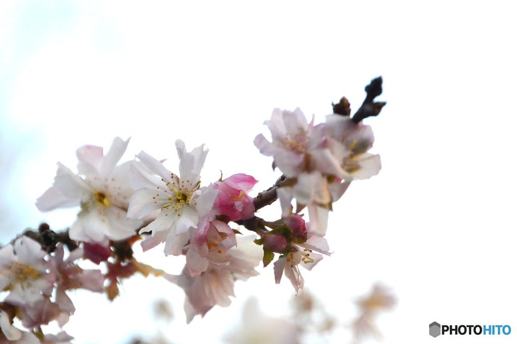 十月桜
