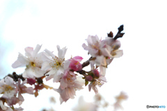 十月桜