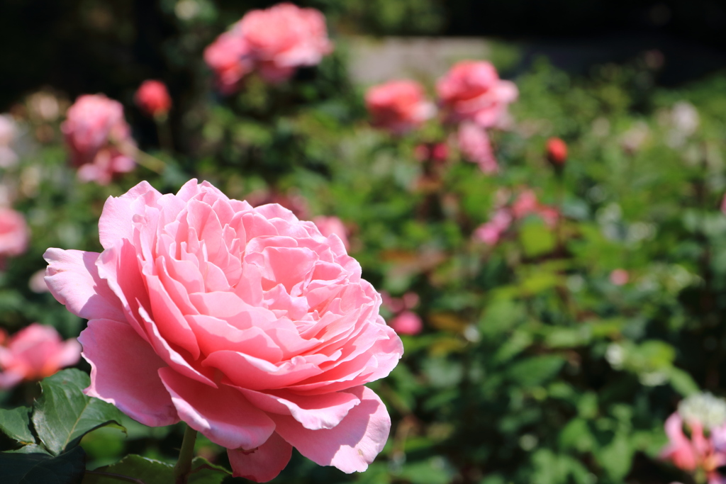 薔薇（ヒーリング）