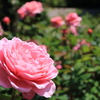 薔薇（ヒーリング）