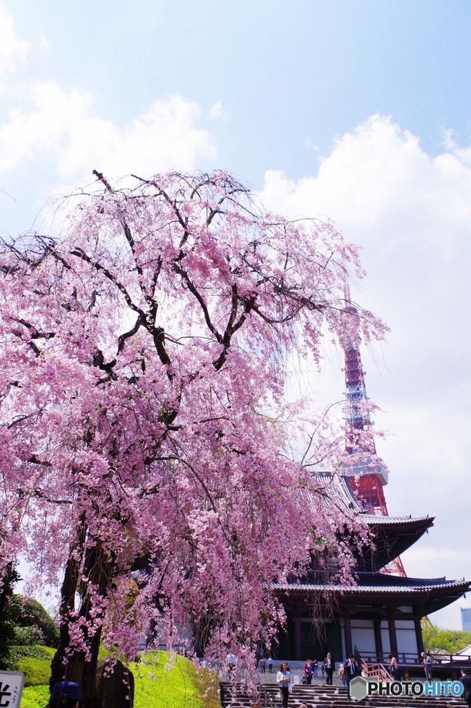 増上寺の桜1