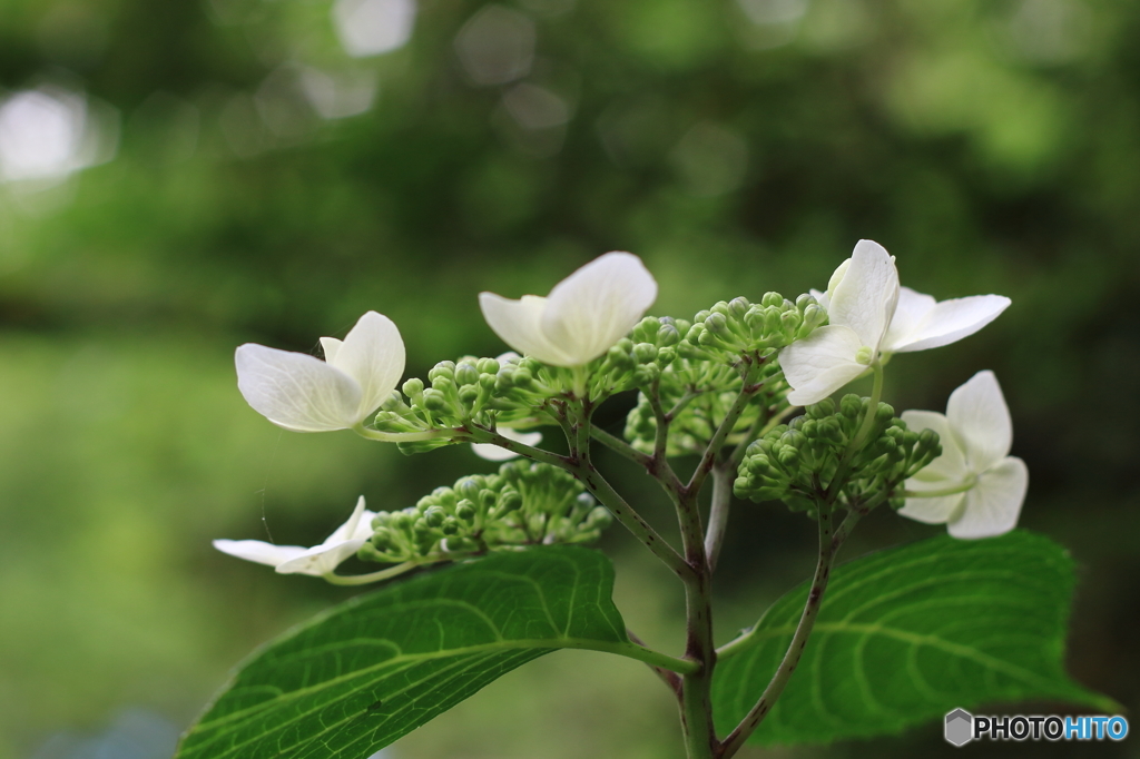 石神井公園に咲く紫陽花1