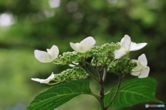 石神井公園に咲く紫陽花1