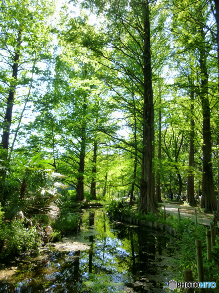 新緑の石神井公園(2016年)7
