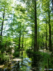 新緑の石神井公園(2016年)7