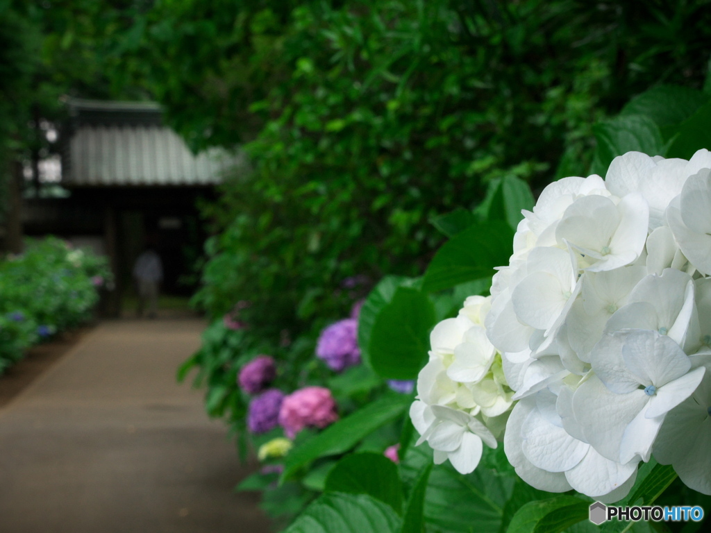 妙法寺の紫陽花
