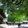新緑の明治神宮11