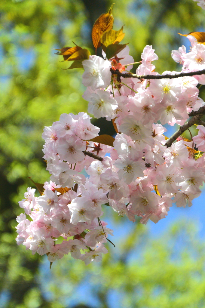 稲荷山公園の桜3