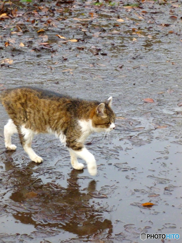 石神井公園のニャンコ1