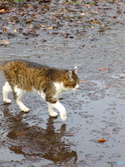 石神井公園のニャンコ1