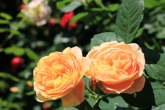 薔薇（サムズ アップ）