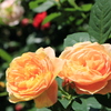 薔薇（サムズ アップ）